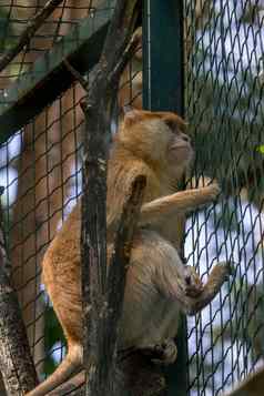 棕色（的）猴子灵长类动物坐着树