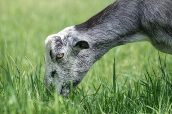 灰色的山羊角吃新鲜的草