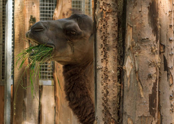 动物园座头鲸骆驼吃草