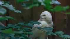 白色猫头鹰毛茸茸的鸟把头