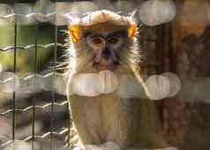 动物园可爱的猴子坐着笼子里