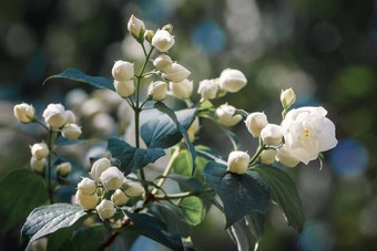 白色茉莉花花绿色叶自然背景香气味好香气石油椴木化妆品树皮树