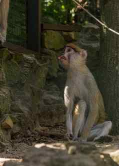 棕色（的）猴子灵长类动物坐着笼子里吃