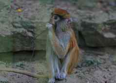 棕色（的）猴子伤心灵长类动物坐着笼子里