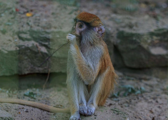 棕色（的）<strong>猴子</strong>伤心灵长类动物坐着笼子里