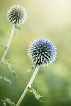 特写镜头图像夏开花蓝色的斯皮基花海冬青Eryngium