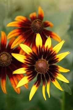 明亮的黄色的黄雏菊属花被称为黑色的眼苏珊花园夏天礼物卡