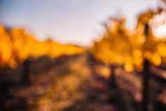摘要散焦明亮的秋天红色的橙色黄色的小道消息叶子葡萄园温暖的日落阳光美丽的集群成熟葡萄酿酒有机水果园艺
