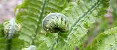 shuttlecock-fernmatteuccia螺旋蕨类植物属蕨类植物物种matteuccia蝴蝶常见的的名字鸵鸟蕨类植物小提琴蕨类植物
