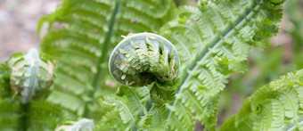shuttlecock-fernmatteuccia螺旋蕨类植物属蕨类植物物种matteuccia蝴蝶常见的的名字鸵鸟蕨类植物小提琴蕨类植物