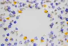 框架蓝色的花黄色的花瓣白色背景明信片假期自然