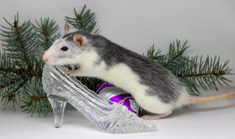 银老鼠白色背景坐着<strong>水晶鞋</strong>圣诞节树分支机构