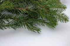 云杉分支孤立的白色背景绿色冷杉圣诞节树