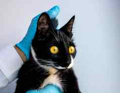 猫兽医医生兽医诊所检查动物