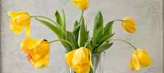 横幅花束黄色的郁金香灰色的变形背景衰落黄色的郁金香灰色的背景透明的花瓶