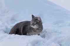 害怕灰色的猫领雪凝视着冻宠物雪堆动物护理概念失去了宠物