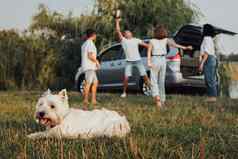 西高地白色梗狗铺设草背景成员家庭玩球周末路旅行小货车车