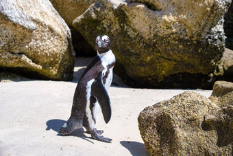 巨石海滩西蒙斯小镇角小镇南非洲美丽的企鹅殖民地非洲企鹅岩石海滩南非洲