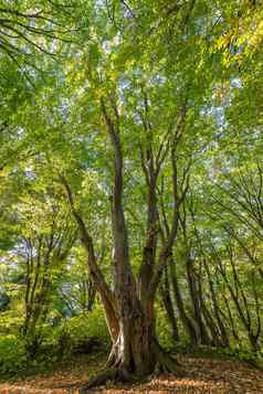 美丽的大树绿色叶子森林垂直视图