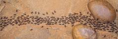 背景蚂蚁运行蚂蚁绳蚂蚁快污垢路横幅长格式
