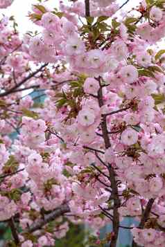 美丽的温柔的颜色樱桃开花树樱花李属serrulata八重樱垂直视图