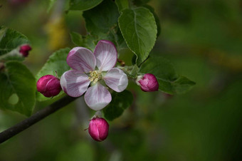 春天背景盛开的苹果树