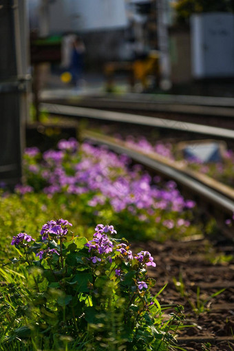 toden荒川行跟踪花