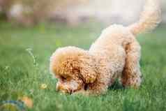 快乐的好玩的贵宾犬绿色阳光明媚的夏天草坪上