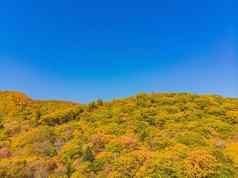 空中前视图秋天森林绿色黄色的树混合落叶松柏科的森林美丽的秋天风景