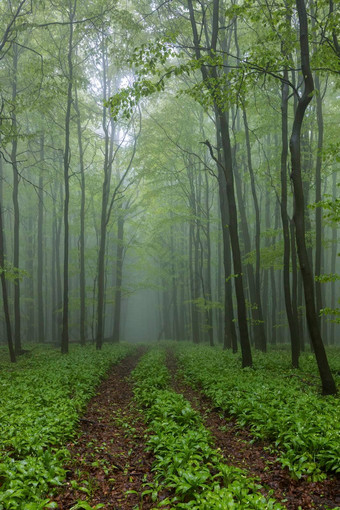 春天山毛榉森林白色喀尔巴阡山南部摩拉维亚捷克共和国