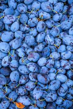 李子市场食物照片水果李子纹理新鲜的蓝色的李子