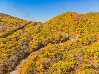 空中视图路美丽的秋天森林日落美丽的景观空农村路树红色的橙色叶子高速公路公园前视图飞行无人机自然