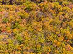 空中前视图秋天森林绿色黄色的树混合落叶松柏科的森林美丽的秋天风景