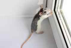 毛茸茸的老鼠象征坐在白色背景窗口一年老鼠星座
