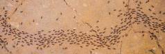 背景蚂蚁运行蚂蚁绳蚂蚁快污垢路横幅长格式