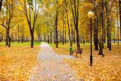 人行道上黄色的叶子秋天城市公园