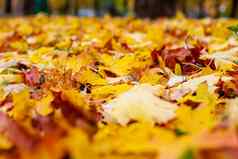 黄色的秋天叶子地面红色的橙色秋天叶子背景