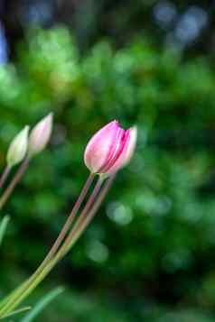 郁金香花色彩斑斓的郁金香花味蕾花园美丽的郁金香花明信片美农业概念设计