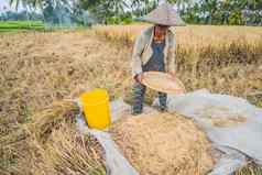 印尼巴厘岛印尼农民筛选大米字段乌布巴厘岛常见的实践农村中国越南泰国缅甸菲律宾