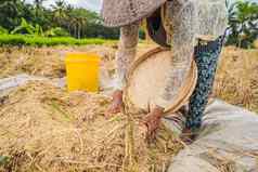 印尼农民男人。筛选大米字段乌布巴厘岛常见的实践农村中国越南泰国缅甸菲律宾