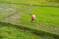 农民喷涂农药大米杀虫剂喷雾器适当的保护帕迪场