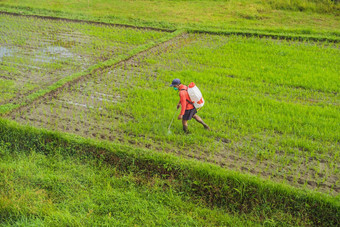 农民喷涂<strong>农药</strong>大米杀虫剂喷雾器适当的保护帕迪场