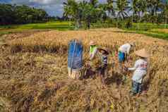 印尼巴厘岛印尼农民男人。筛选大米字段乌布巴厘岛常见的实践农村中国越南泰国缅甸菲律宾