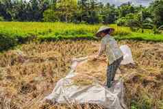 印尼农民男人。筛选大米字段乌布巴厘岛常见的实践农村中国越南泰国缅甸菲律宾