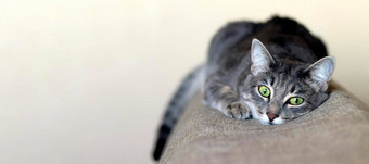 横幅条纹灰色的猫铺设沙发肖像条纹毛茸茸的猫伤<strong>心光</strong>背景关闭复制空间
