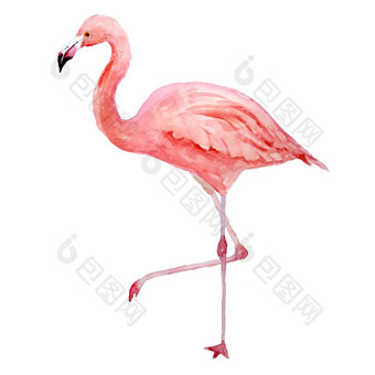 粉红色的火烈鸟热带异国情调的鸟玫瑰火烈鸟孤立的白色背景水彩手画现实的动物插图夏天鸟野生动物打印包装纸壁纸卡片纺织