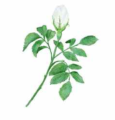 水彩手画白色野生玫瑰花巴德绿色叶子自然植物分支叶花瓣开花优雅的花插图剪纸艺术婚礼设计打印