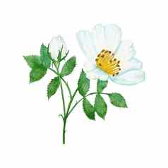 水彩手画插图白色野生玫瑰绿色叶叶子优雅的犬蔷薇花花开花花瓣自然植物绿色植物自然草柔和的婚礼概念打印邀请