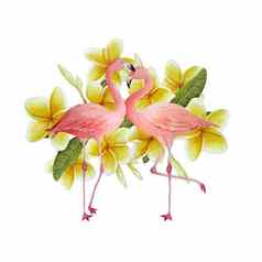 粉红色的火烈鸟浪漫的夫妇爱黄色的plumeria鸡蛋花花热带异国情调的鸟玫瑰火烈鸟孤立的白色背景婚礼卡片邀请情人节一天水彩手画动物插图