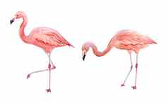 集粉红色的火烈鸟热带异国情调的鸟玫瑰火烈鸟孤立的白色背景水彩手画现实的动物插图夏天鸟野生动物打印包装纸壁纸卡片纺织